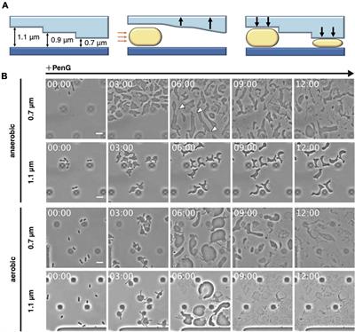 Direct Observation of Conversion From Walled Cells to Wall-Deficient L-Form and Vice Versa in Escherichia coli Indicates the Essentiality of the Outer Membrane for Proliferation of L-Form Cells